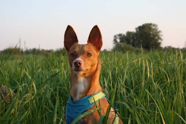 Podenco Andaluz