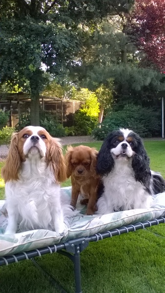 Cavalier King Charles Spaniel