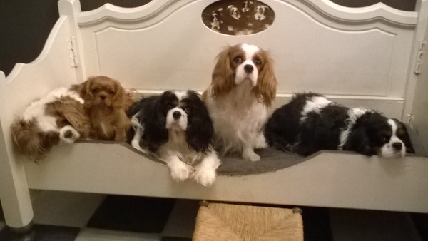 Cavalier King Charles Spaniel