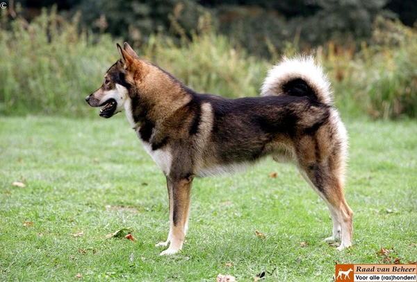 Westsiberische Laika