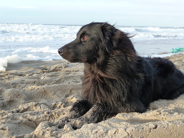 Buck in Scheveningen!