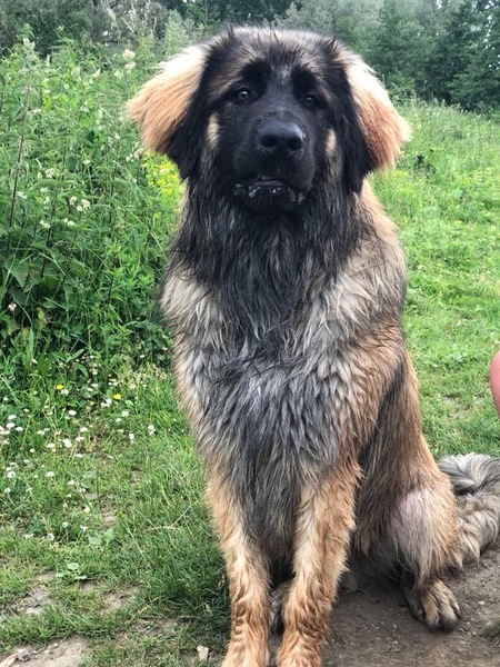 Leonberger
