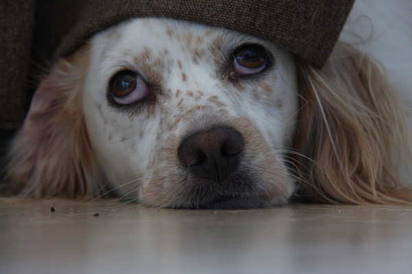 ik heb me verstopt onder het gordijn, je ziet me toch niet ?