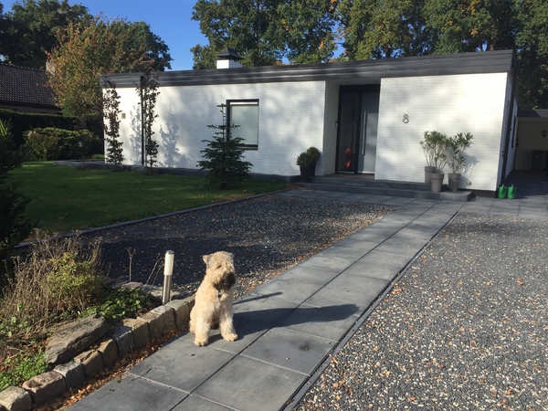 Irish Softcoated Wheaten Terriër