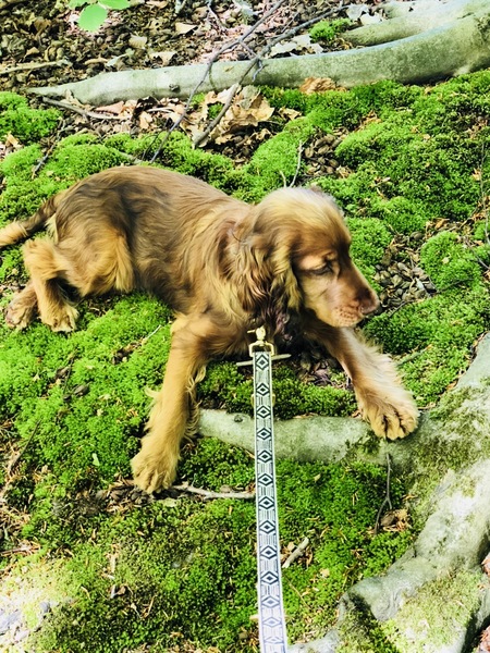 Engelse Cocker Spaniel