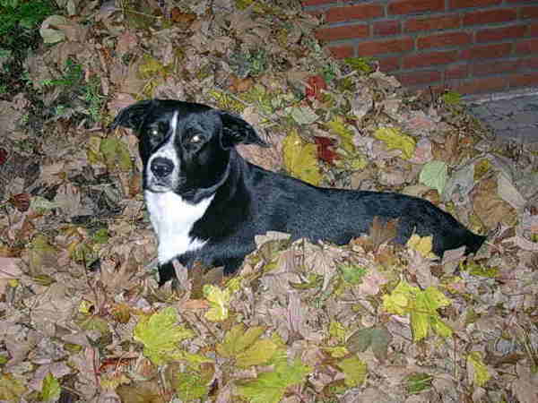 tommy ging in de bladeren liggen