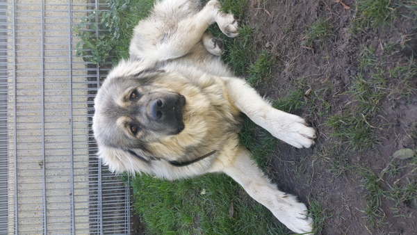 Kaukasische Owcharka