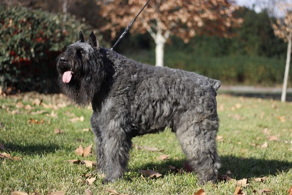Bouvier Kennel Zoraican