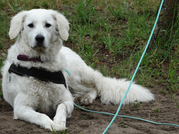 Kuvasz