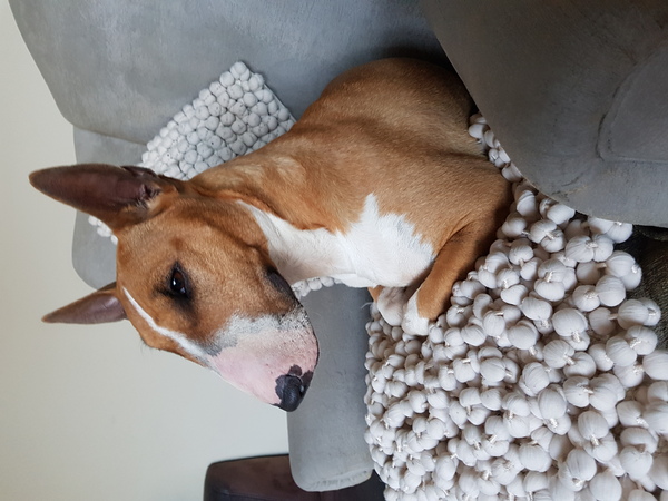 Bull Terrier, miniatuur