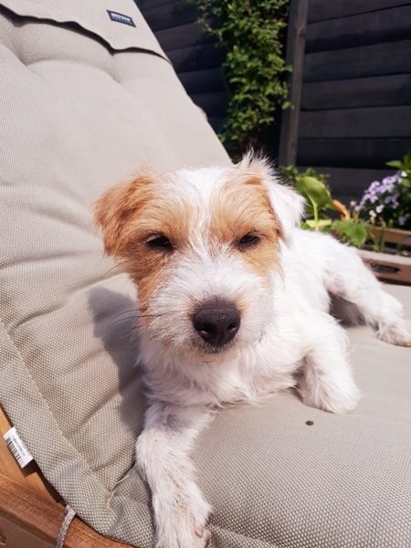 Parson Russell Terriër