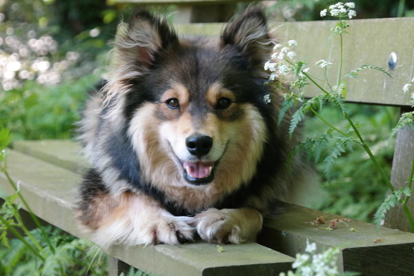 Finse lappenhond kennel Bronnesteyn