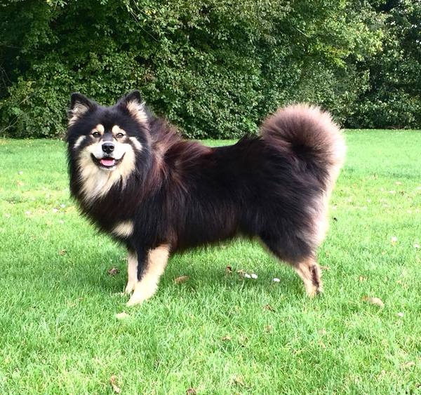 Finse lappenhond kennel Bronnesteyn