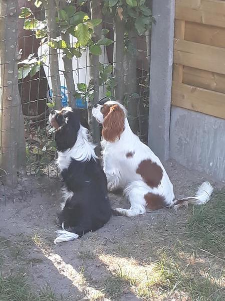 Cavalier King Charles Spaniel
