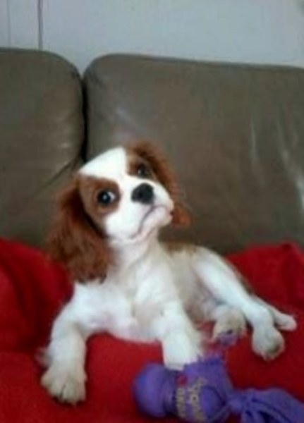 Cavalier King Charles Spaniel