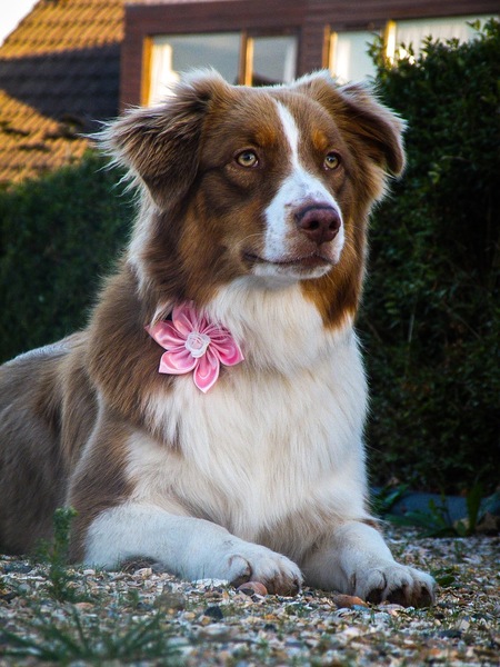 Australian Shepherd
