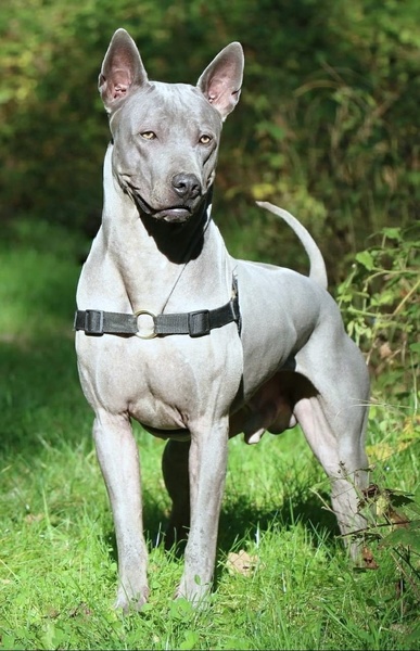Thai Ridgeback