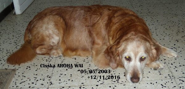 Golden Retriever Kennel Aroha Wai