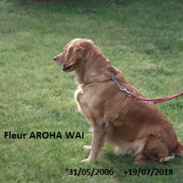 Golden Retriever Kennel Aroha Wai