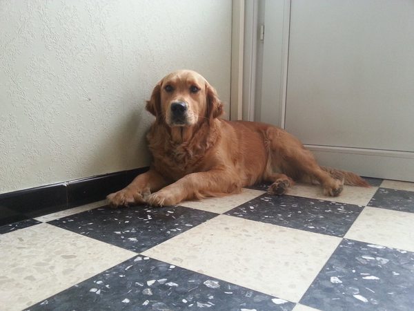 Golden Retriever Kennel Aroha Wai