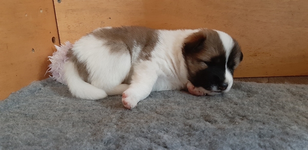 Fieter de Fointjes