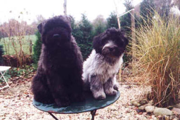 Bouvier- en Schapendoeskennel van het Molengat