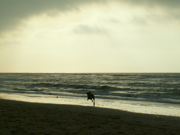 Lekker uitleven op het strand!