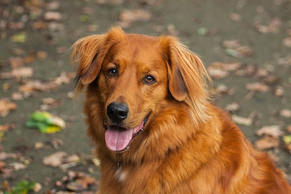 Broertjes en zusjes gezocht van Simba