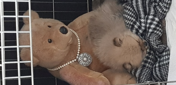 Dwergkeeshond