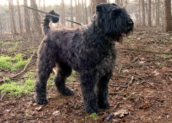 Bouviers van het Bergbos
