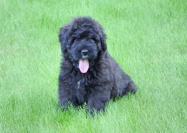 Bouviers van het Bergbos