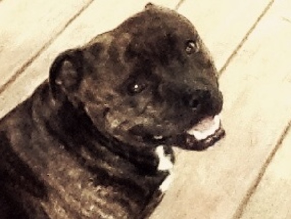 Staffordshire Bull Terrier