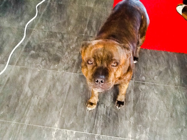 Staffordshire Bull Terrier