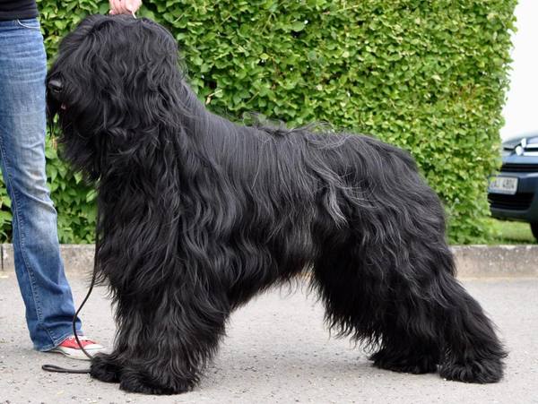 du Rêve Lourd d'Été