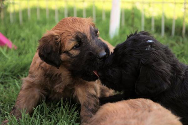 du Rêve Lourd d'Été