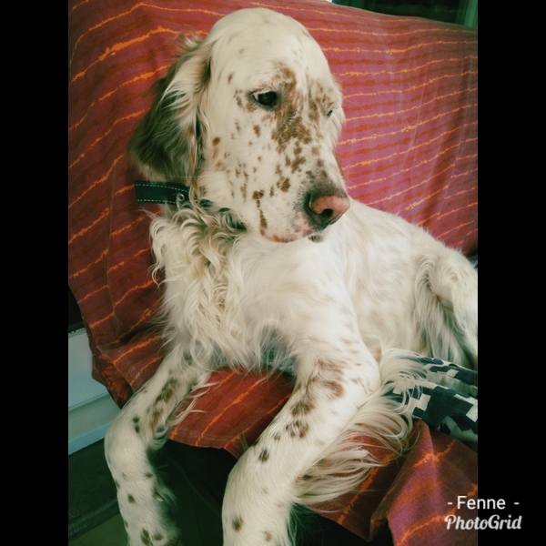 setters of stars in heaven