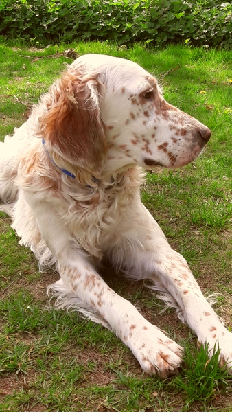 setters of stars in heaven