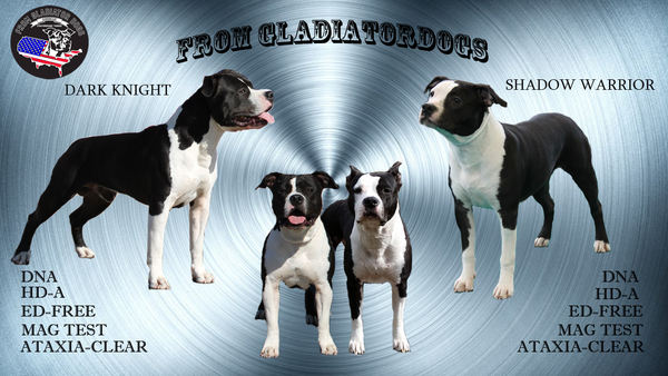 FROM GLADIATORDOGS