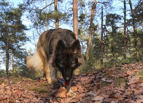 Shiloh Shepherd