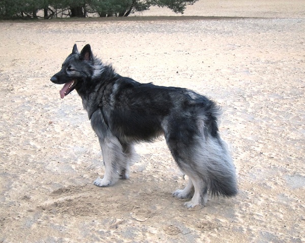 Shiloh Shepherd
