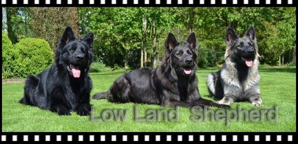 Low Land Shepherd