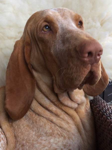 Bracco Italiano