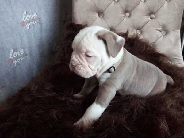 Old English Bulldog