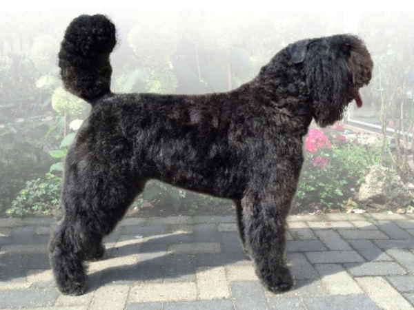 Of Flanders Best - bouvier des Flandres