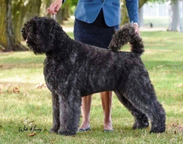 Of Flanders Best - bouvier des Flandres