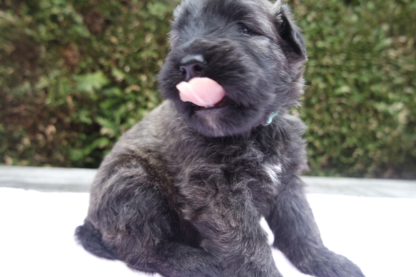 Of Flanders Best - bouvier des Flandres