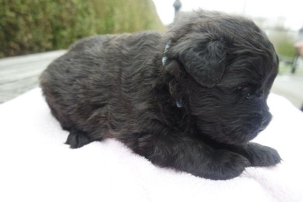 Of Flanders Best - bouvier des Flandres