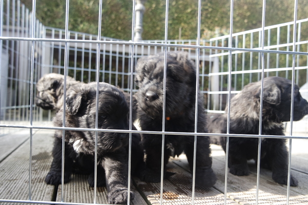 Of Flanders Best - bouvier des Flandres