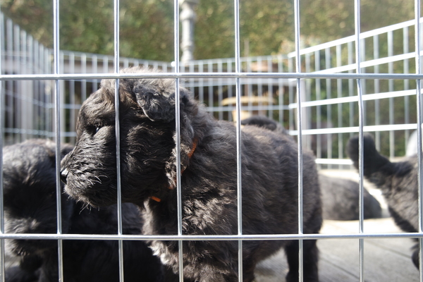 Of Flanders Best - bouvier des Flandres