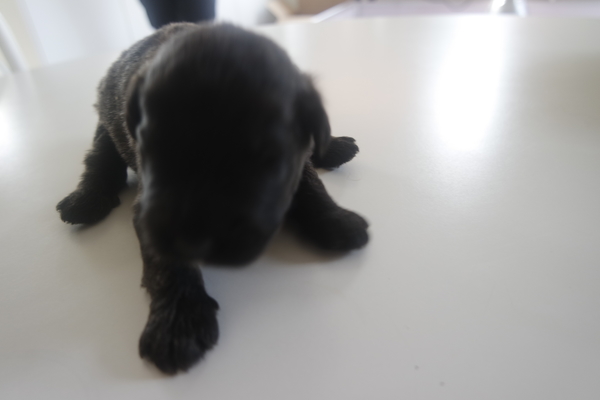 Of Flanders Best - bouvier des Flandres